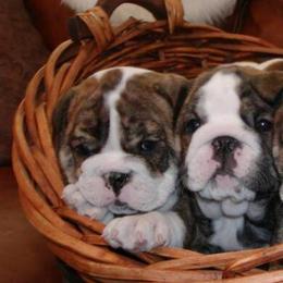 Bulldogs and French Bulldogs from Jagster’s Bulldogs
