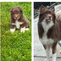 Icelandic Sheepdog All Grown Up from Tri-Star Icelandics