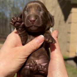 Solid chocolate boy 4000 - Chocolate male Dachshund puppy in Steele, Alabama from Taylored Dachshunds