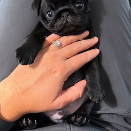 Pug Puppies from Wicked Kennel