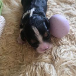 Mania - Tri-color female Cavalier King Charles Spaniel puppy in Springfield, Missouri from Caney Mountain Cavaliers LLC