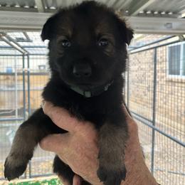Dark green - Sable male German Shepherd puppy in San Antonio, Texas from Grendelhaus Shepherds