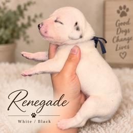 Renegade - White and black male Dalmatian puppy in Toledo, Ohio from Exquisite Dalmatians & Standard Poodles