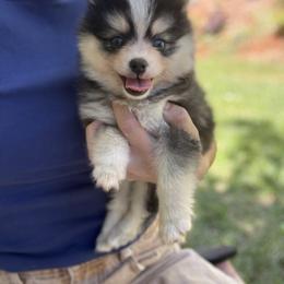 Cruz - Black and white female Pomsky puppy in Grass Valley, California from Karalot Pomskies