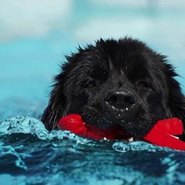 Newfoundlands from Du Poilu