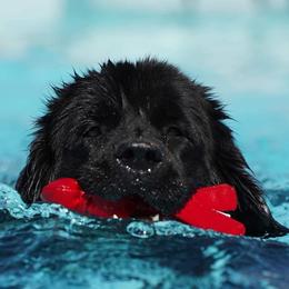 Newfoundlands from Du Poilu