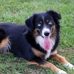 Kandi - Miniature Australian Shepherd