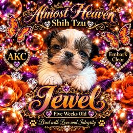 Jewel - Brindle and white female Shih Tzu puppy in Dallas, Texas from Almost Heaven Shih Tzu