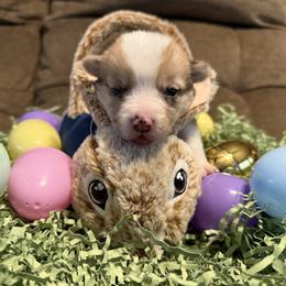 Mochi - Blue merle and white male American Corgi puppy in Ohio from Canal Corgis