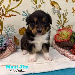 Maui Jim - Black tri-color male Australian Shepherd puppy in El Dorado Springs, Missouri from OR Aussies