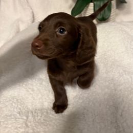 Chocolate girl - Chocolate female Dachshund puppy in Kentucky from Wonderful Weiners