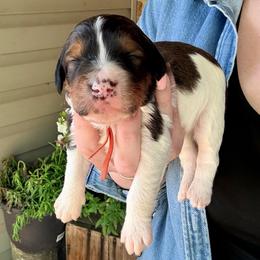 Raptor - Tri-color male Bernedoodle puppy in Denver, Pennsylvania from Greenview Puppies