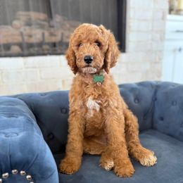 Gumdrop - Apricot male Irish Doodle puppy in Indiahoma, Oklahoma from Farm Fresh Doodles