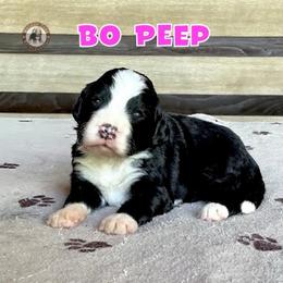 Bo Peep - Black and white female Bernedoodle puppy in Banner Elk, North Carolina from Walnut Tree Bernedoodles