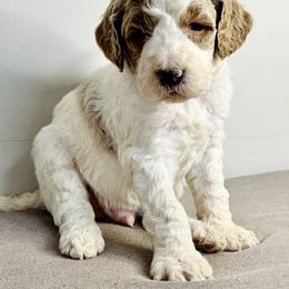 Goldendoodle Puppies from Rose Lane Doodles
