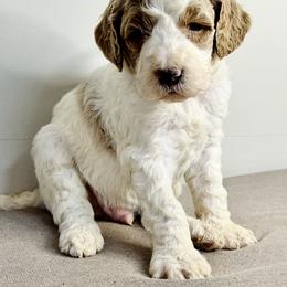 Goldendoodle Puppies from Rose Lane Doodles