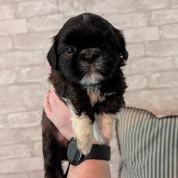 Ross - Red male Shih Tzu puppy in West Pawlet, Vermont from Morgan's Shih Tzus