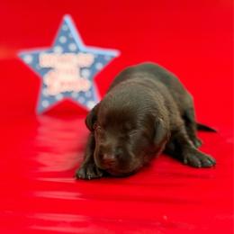 Wren - Black female Labrador Retriever puppy in Isle, Minnesota from Dog Ear Outfitters