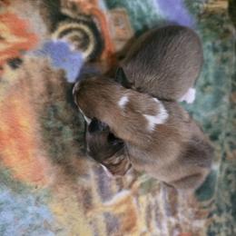 Constance - Sable and white female Shetland Sheepdog puppy in Lake Cumberland Area, Kentucky from Whitehaven Farm Shelties