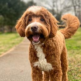 Rusty - Goldendoodle