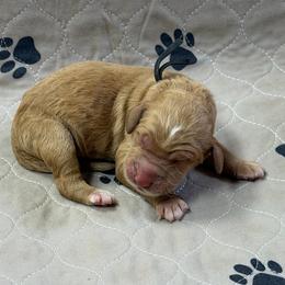 Black - Apricot male Goldendoodle puppy in Rockford, Ohio from 419 Goldendoodles