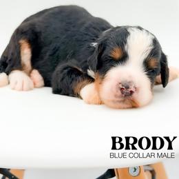 Brody - Tri-color male Bernedoodle puppy in Tipton, Indiana from Country Creek Doodles