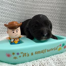Rex - Black and chalk male Australian Labradoodle puppy in Orange, California from Little Kingdom Doodles