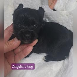Zayda's boy 2 - Black and gold male Yorkshire Terrier puppy in Delano, Tennessee from Nemec's Yorkies