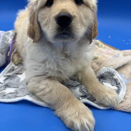 Girl 1 - Light golden female Golden Retriever puppy in Spanaway, Washington from 11 Oaks Kennels