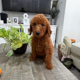 Burgundy - Red  female Goldendoodle puppy in Bakersfield, California from Lavish Doodles