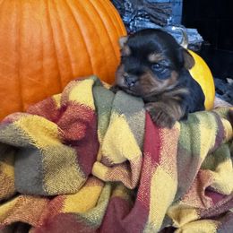Puppy 3 - Blue and gold female Yorkshire Terrier puppy in Indiana from Narnian Yorkies