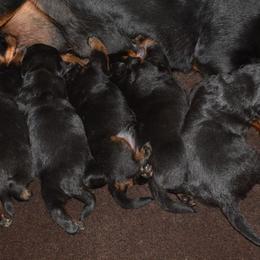 Rottweiler Puppies from Sharp Ridge Rottweilers