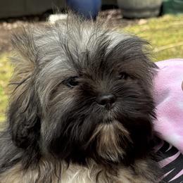 Ginger - Cream female Lhasa Apso puppy in Middleburgh, New York from Top Knotch