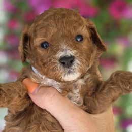 Mattie - Apricot female Cavapoo puppy in Vernon, Texas from Sugarland's Texas Goldendoodles