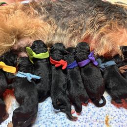 Puppy - Black and tan male Airedale Terrier puppy in Lodi, Wisconsin from Mystic’s Airedales