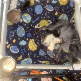 Miniature Schnauzer puppies from Farmer Brown's Puppies