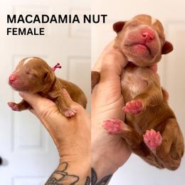 Macadamia nut - Apricot female Goldendoodle puppy in Burleson, Texas from Kendall’s Kennel