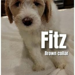 Fitz- Brown Collar - Parti male Goldendoodle puppy in Fort Worth, Texas from Stacy Warwick