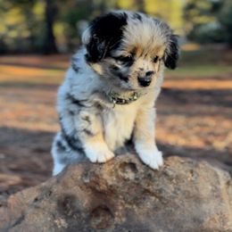 Boy 1 - Blue merle Miniature Australian Shepherd puppy in Shingletown, California from Whiskeytown Aussies