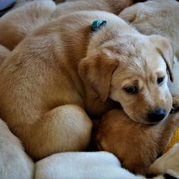 Labrador Retriever Puppies from GocheeLabs