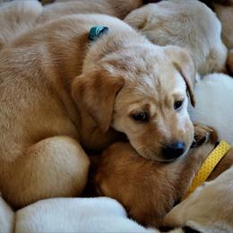 Labrador Retriever Puppies from GocheeLabs