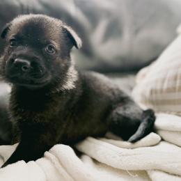 Girl 2 - Sable female German Shepherd puppy in Denver, Colorado from Morales Kennels