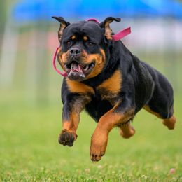 Rottweiler puppies from CG Rottweilers