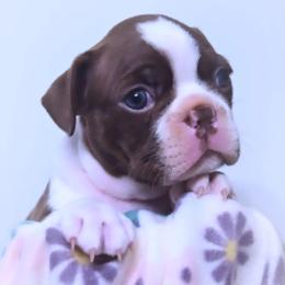 Baby Aerith - Seal and white female Boston Terrier puppy in Kingsport, Tennessee from Sleepwalker Bostons