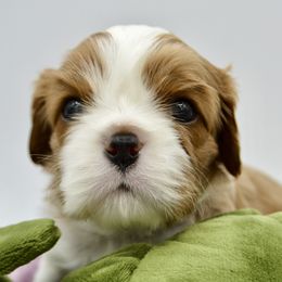 Cavalier King Charles Spaniel Puppies from Goddens Cavaliers