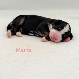 Marta (girl) - Tri-color female Bernedoodle puppy in Bellville, Ohio from Bernedoodle Buddies