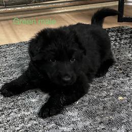 Green Diamond Male - Black male German Shepherd puppy in Puyallup, Washington from Majestic Royal German Shepherd’s