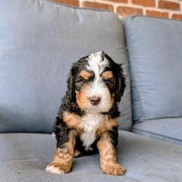 Iris - Tri-color male Bernedoodle puppy in Gilbert, Arizona from San Tan Doodles
