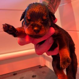 Girl 3 - Black and mahogany female Rottweiler puppy in Indianapolis, Indiana from Rottgang Rottweilers