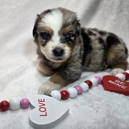 Frosty - Blue merle male Australian Shepherd puppy in Peach Bottom, Pennsylvania from Arcadia Australian Shepherds